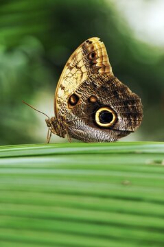 Owl butterfly (Caligo uranus)