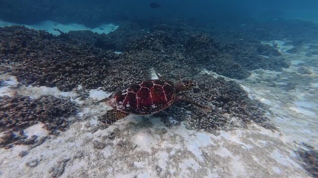 Sea Turtle Gliding Over Coral Reef in Thoddoo Maldives