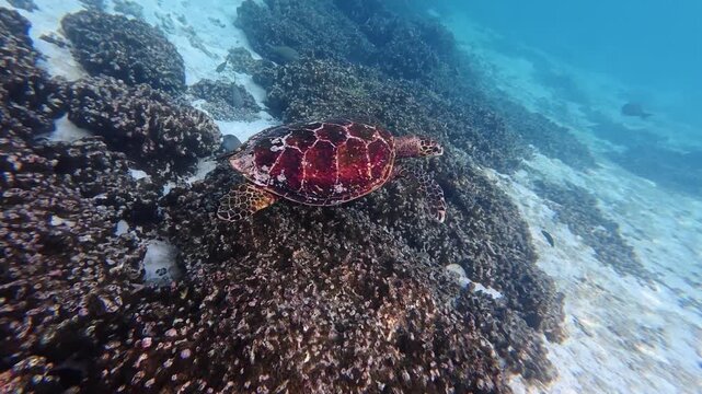 Hawksbill sea turtle moving slowly through a coral reef near Thoddoo Island in the Maldives. Natural underwater wildlife footage.