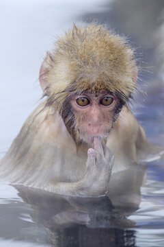 Young Japanese Macaque or Snow Monkey (Macaca fuscata), sucking finger, Affenpark Jigokudani, Nagano Pr&auml;fektur, Japan