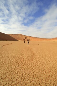 Dessicated Dead Vlei with dead trees in the Namib Desert, Namibia, Africa