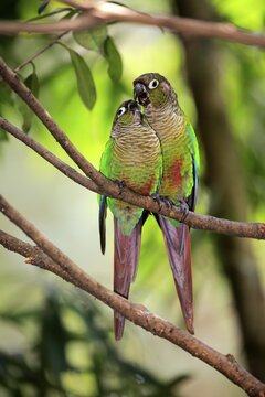 Two Green-cheeked parakeets (Pyrrhura molinae), couple, sitting on branch and billing, social behavior, captive, native to South America