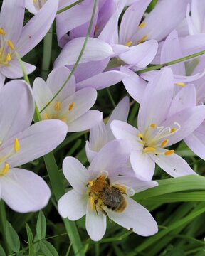 Autumn crocus also known as meadow saffron or naked lady (Colchicum autumnale), Peilstein, Triestingtal valley, Lower Austria, Austria, Europe