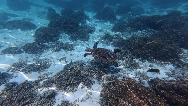 Sea turtle swimming while small fish follow and clean its shell on a reef in the Maldives. Natural symbiotic behavior underwater.