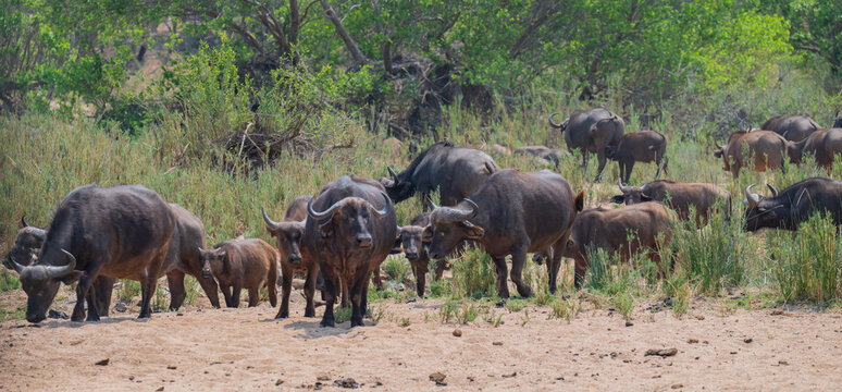 Kaffernb&uuml;ffel oder auch Afrikanischer B&uuml;ffel Wasserb&uuml;ffel genannt, im Busch vom Kr&uuml;ger National Park - Kruger Nationalpark S&uuml;dafrika