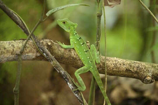 Plumed basilisk, Green basilisk, Double crested basilisk or Jesus Christ lizard (Basiliscus plumifrons), female, perched on a branch, La Fortuna, Costa Rica, Central America