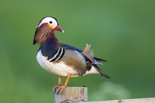 Mandarin Duck (Aix galericulata), male, drake, perched on a fence post, Texel, North Holland, The Netherlands
