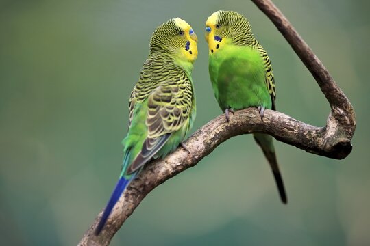 Budgies (Melopsittacus undulatus), pair sitting on branch, captive