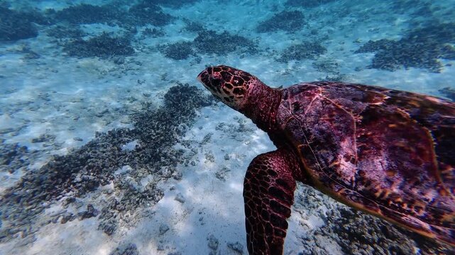 Sea turtle gliding smoothly through tropical ocean water near Thoddoo Island in the Maldives. Calm underwater scene.