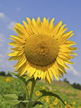 Sunflower (Helianthus annuus), Austria, Europe