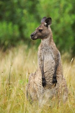 Western Gray Kangaroo (Macropus fuliginosus), Australia