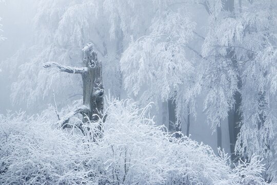 Deciduous forest covered with snow, Hesse, Germany