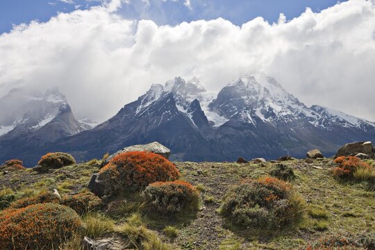 Fire Tongue or Scarlet Gorse (Anarthrophyllum desideratum) with Torres del Paine Range in the background, Torres del Paine National Park, Patagonia, Chile, South America