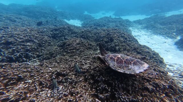 Sea turtle swimming in clear blue tropical water near Thoddoo Island in the Maldives. Calm snorkeling footage.