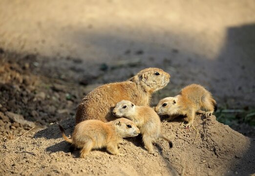 Black-tailed Prairie dog (Cynomys ludovicianus), adult with young animals at burrow, social behavior, occurrence North America
