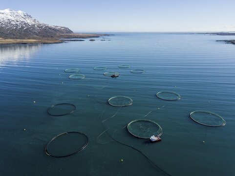 Aerial view, fish farming in large free-water nets in the sea, fjord, Iceland