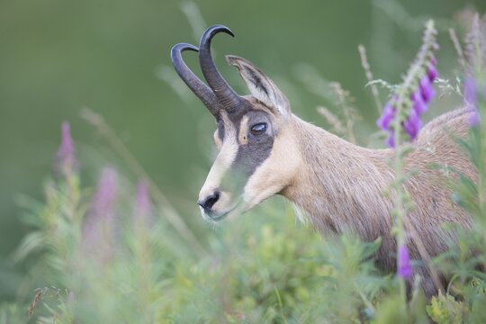 Chamois (Rupicapra rupicapra), Vosges, Alsace-Lorraine, France