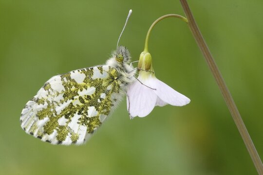 Orange Tip (Anthocharis cardamines), female, on Cuckoo Flower or Lady's Smock (Cardamine pratensis)