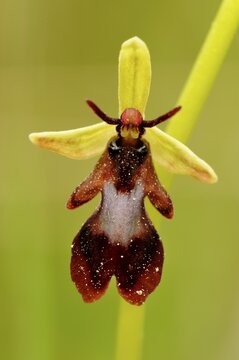 Fly Orchid blossom (Ophrys insectifera)