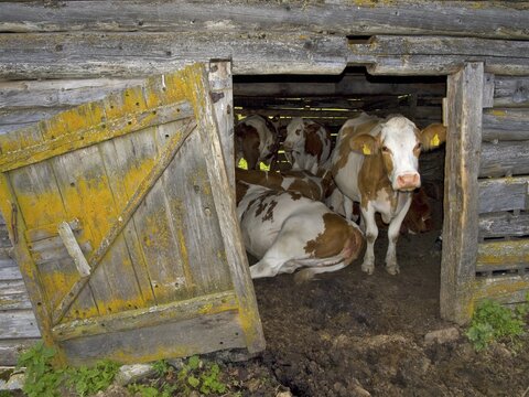 Cows in a barn, Karlalm alpine pasture (uncultivated), Grossarltal, Salzburg, Austria, Europe