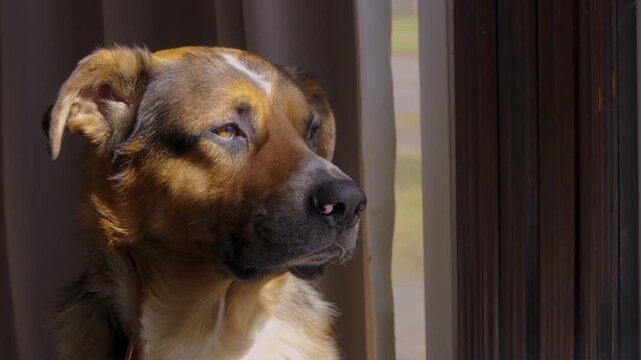Adorable German Shepard Dog Looking Out A Window On A Summer Day