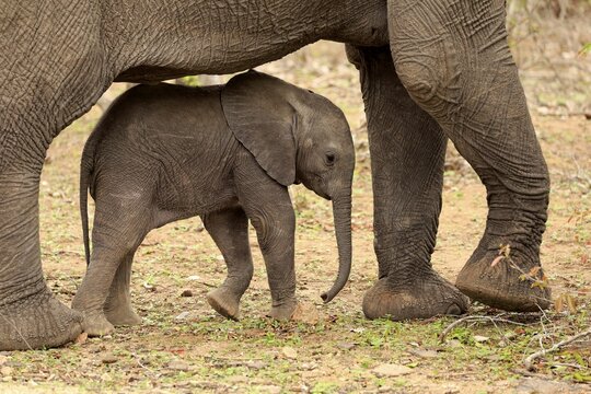African elephant (Loxodonta africana), young animal seeking shelter under elephant cow, social behaviour, Sabi Sand Game Reserve, Kruger National Park, South Africa