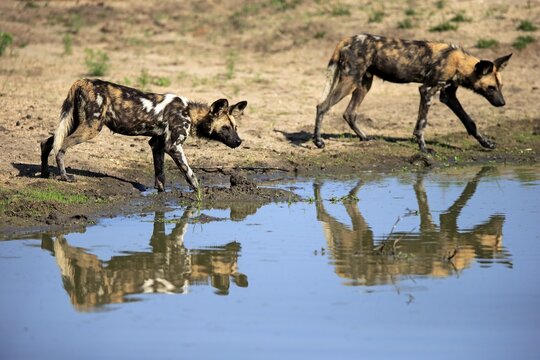 African wild dogs (Lycaon pictus), adult, at waterhole, Sabi Sand Game Reserve, Kruger National Park, South Africa