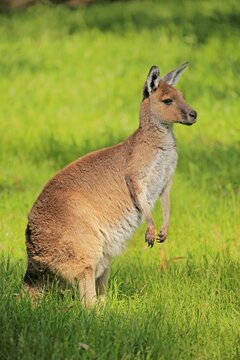 Western gray kangaroo (Macropus fuliginosus), female in a meadow, Mount Lofty, South Australia, Australia