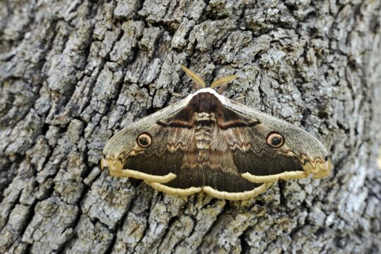Night Peacock Eye (Saturnia), resting on tree bark