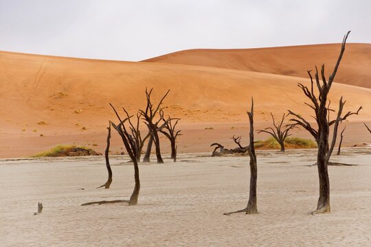 Dead camelthorn trees (Acacia erioloba) in Deadvlei, Sossusvlei, Namib Desert, Namib-Naukluft National Park, Namibia