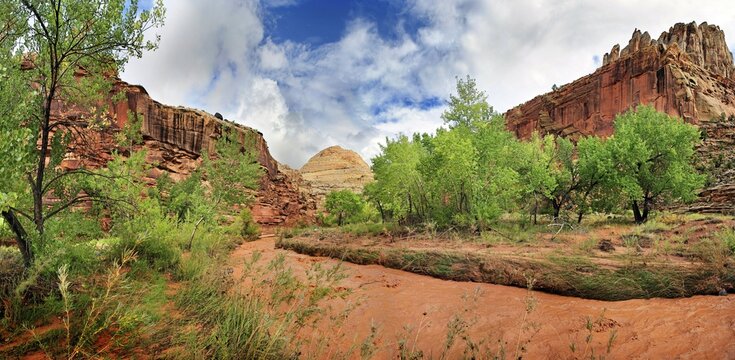 Fremont River coloured red from mud with green leafy trees after a storm, Capitol Reef National Park, Fruita, Utah, United States
