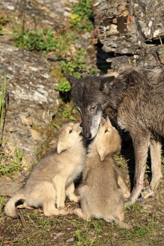 Eastern Wolf (Canis lupus), female with a begging pups, eight weeks, captive, Montana, United States