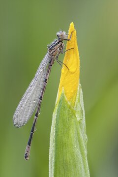 Blue-tailed Damselfly (Ischnura elegans) perched on a Yellow Iris (Iris pseudacorus), North Hesse, Hesse, Germany
