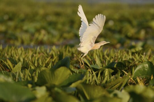 Squacco heron (Ardeola ralloides), Danube Delta, Murighiol, Romania, Europe