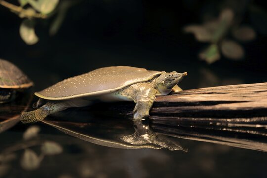 Spiny softshell turtle (Apalone spinifera), adult, native to North America, captive, Germany