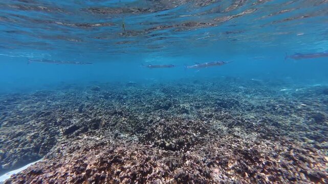 School of needlefish (Strongylura / Tylosurus) swimming near the surface in clear tropical water in the Maldives. Fast-moving group of slender fish captured during snorkeling.
