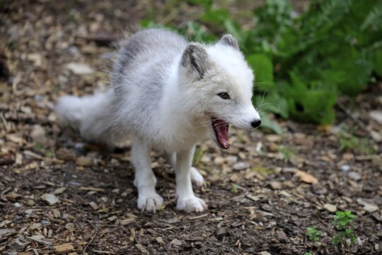 Arctic fox (Alopex lagopus), cub, yawning, captive