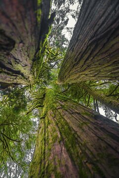 Redwood, Sequoia trees, huge, high mossed tree trunks from the frog's perspective, temperate rainforest, Mt. Baker-Snoqualmie National Forest, Washington, USA
