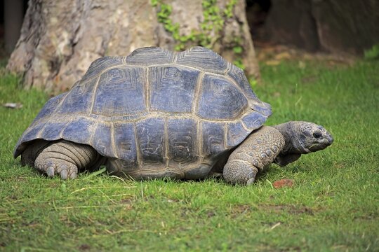 Aldabra Giant Tortoise (Aldabrachelys gigantea), adult, moving, Seychelles