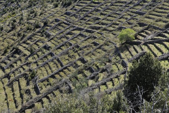 Stone walls, Hvar Island, Croatia, Europe