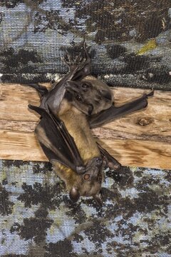 Madagascar Flying Foxes (Pteropus rufus) hanging in a barn, Madagascar