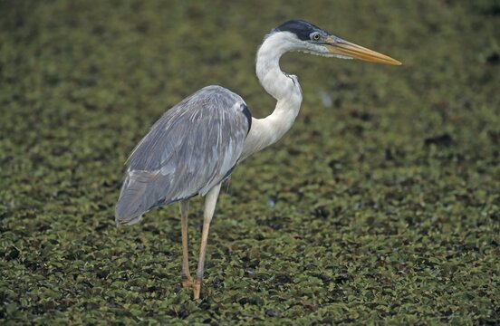 Cocoi Heron (Ardea cocoi) Pantanal, Brazil, South America