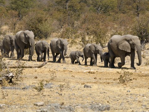 Family of African Bush Elephants (Loxodonta africana) going to the Moringa waterhole in Halali, Etosha National Park, Namibia, Africa
