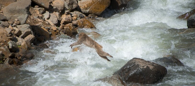 Japanese macaque (Macaca fuscata) jumps over a torrential river, Yamanouchi, Nagano Prefecture, Honshu Island, Japan