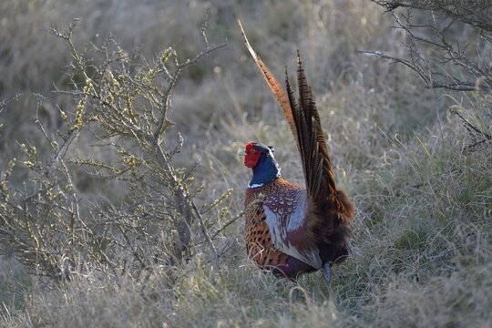 Common Pheasant (Phasianus colchicus) in the evening light, Duinen van Texel National Park, Texel, West Frisian Islands, province of North Holland, The Netherlands