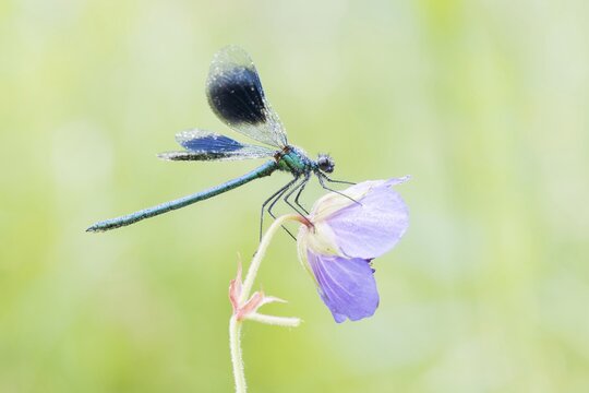 Male banded demoiselle (Calopteryx splendens) on meadow geranium (Geranium pratense), Hesse, Germany