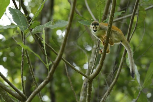 Central American squirrel monkey (Saimiri oerstedii), Manuel Antonio National Park, Central Pacific Coast, Costa Rica, South America