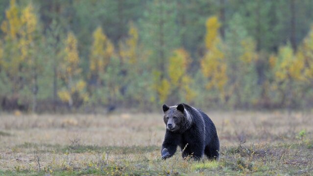 Brown Bear (Ursus arctos) in the autumnally coloured taiga or boreal forest, border area to Russia, Kuhmo, Karelia, Finland