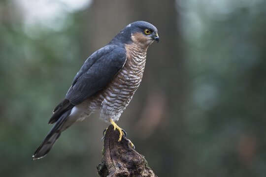 Eurasian sparrowhawk (Accipiter nisus), Emsland, Lower Saxony, Germany
