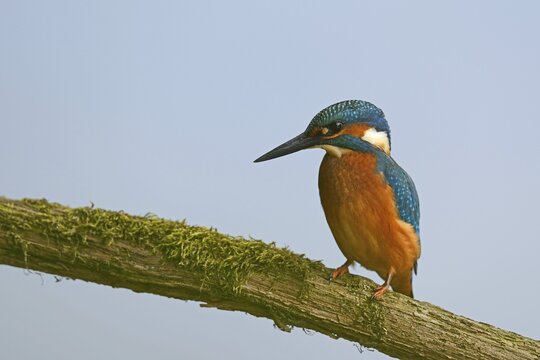 Kingfisher (Alcedo atthis), Emsland, Lower Saxony, Germany